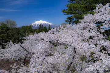 美しい弘前の桜
