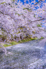 美しい弘前の桜
