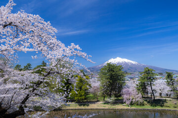 美しい弘前の桜
