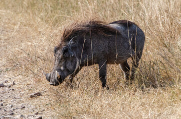 phacochères dans la réserve de Sérengeti en Tanzanie
