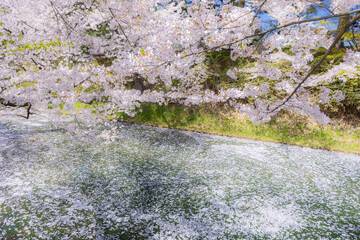 美しい弘前の桜
