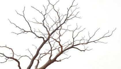 Bare, gnarled branches isolated against a pure white backdrop, pattern, twigs