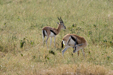 antilopes dans la réserve de Sérengeti en Tanzanie