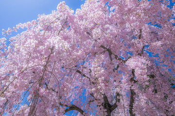 美しい弘前の桜
