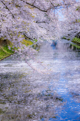 美しい弘前の桜
