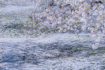 美しい弘前の桜
