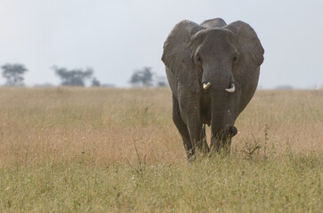 éléphants dans la réserve de Sérengeti en Tanzanie