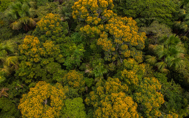 Naklejka premium AMAZON FOREST IN THE PERUVIAN JUNGLE WITH TREES WITH YELLOW FLOWERS