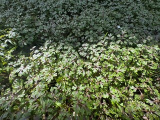 The fresh leaves of the Geranium robertianum plant form a dense natural texture similar to ferns or parsley. Herb-robert, or Robert's geranium, is a species of cranesbill that is widespread.
