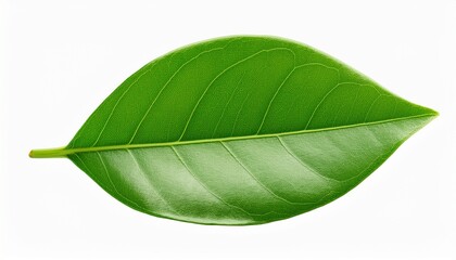 Obraz premium detailed green leaf with smooth surface isolated on transparent cutout background