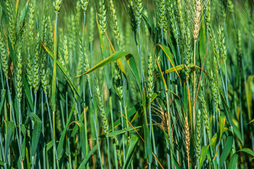Green fresh barley ears growing in field
