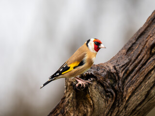 Goldfinch Perched on a Branch