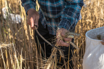 Close up rural farmer using sickle harvesting golden ripening ears of barley in field 