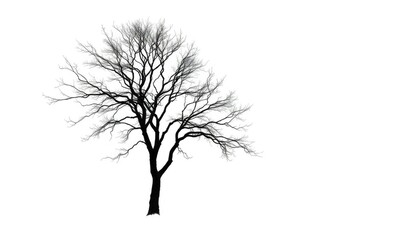 Fototapeta premium Lone tree, stark branches against bright white, silhouette, ecology