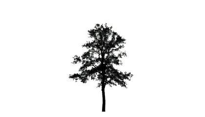 Single, majestic tree silhouetted against a pure white backdrop, nature, wood