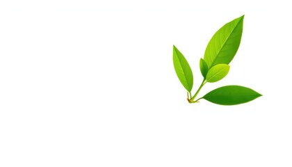 Single vibrant green plant, isolated on pure white background,  flower, green