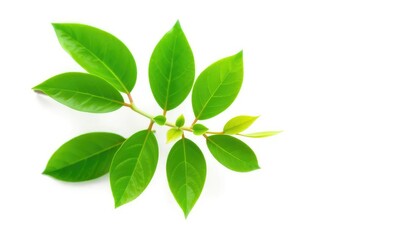 Single vibrant green plant, isolated on pure white, macro, green