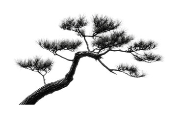 Obraz premium Captivating black and white image of a bonsai tree highlighting artistic shapes and intricate branches for home decor and design, cut out