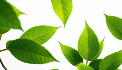 Vibrant green leaves, intricate detail, crisp white backdrop,  natural,  high resolution