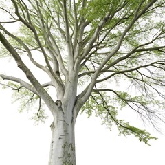 Fototapeta premium Majestic beech tree with smooth gray bark and sprawling branches, isolated on a white background, showcasing its detailed structure and natural beauty