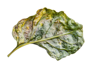 Unique close-up of a textured green leaf showcasing natural patterns and color variations for botanical study or design purposes, cut out