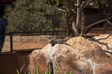 A green iguana standing on a boulder with trees and cactus at the Phoenix Zoo in Phoenix Arizona USA