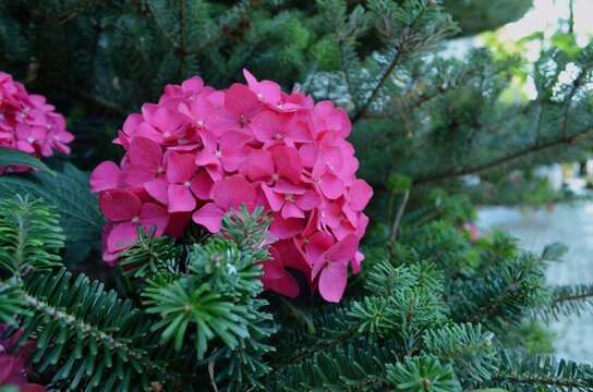 Pink Hydrangea Flowers Among Green Foliage. A vibrant pink hydrangea flower cluster in full bloom, nestled among lush green conifer branches. 