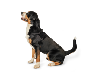 Swiss Mountain Dog isolated on white background. A large black dog with a white chest sitting in profile. Large friendly male dog with a long tail.