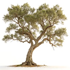 Fototapeta premium Beautiful cork oak tree with a twisting trunk and wide reaching branches, showcasing its robust and unique structure against a white backdrop
