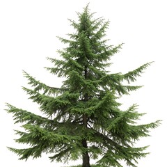 Obraz premium Majestic eastern hemlock with soft green needles and strong branches, isolated in a minimalistic white space, showcasing natural beauty