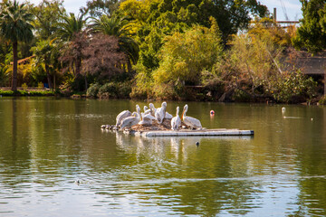 Beautiful white pelicans on a lake with lush green trees and plants at the Phoenix Zoo in Phoenix Arizona USA