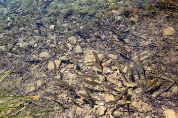 ish in shallow water