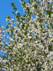 apple tree blossom
