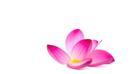 Fototapeta premium A single vibrant bloom, petals perfectly formed, isolated against a pure white backdrop, graphic, colorful