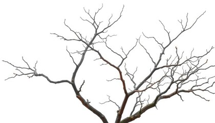 Bare, gnarled branches isolated against a pure white backdrop, texture, winter