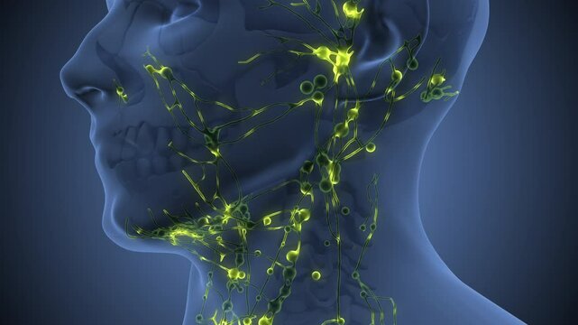 Lymph Nodes Aiding in Infection Defense
