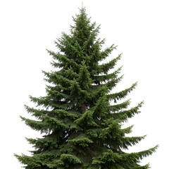 Fototapeta premium Full grown fir tree with sharp green needles and a sturdy trunk, standing proudly against a pure white background, evoking a sense of strength