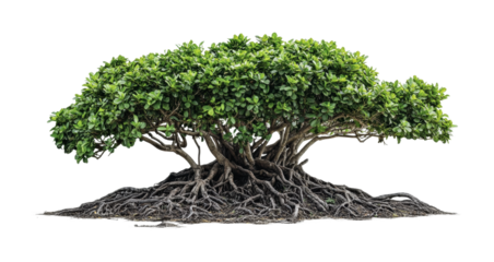 Majestic fig tree showcasing intricate roots and lush foliage in a tranquil outdoor setting for nature enthusiasts and gardeners, cut out