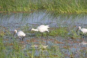 A group of eurasian spoonbills are neen foraging in the shallow waters of a wetlands lake