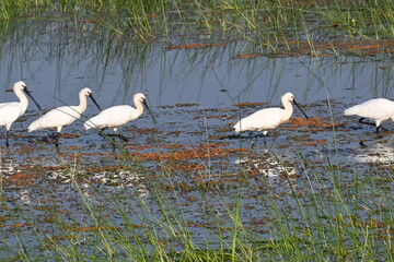 A group of eurasian spoonbills are seen foraging in the shallow waters of a wetlands lake