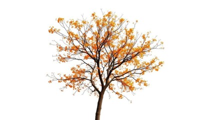 Single deciduous tree, branches reaching skyward, stark white backdrop, nature photography, botanical