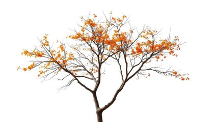 Fototapeta premium Single deciduous tree, stark branches against pure white, isolated, spring