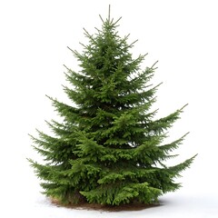 Fototapeta premium Norway spruce tree with dense, green branches and a symmetrical shape, isolated against a pure white background for a clean and minimalist look