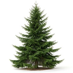 A beautiful Norway spruce with lush, green needles and a perfect conical shape, set against a white background, emphasizing its natural symmetry