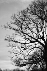 autour du lac N & B  01 2025