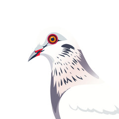 pigeon