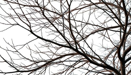 Bare, intertwined branches against a pure white backdrop, minimalist, knotty