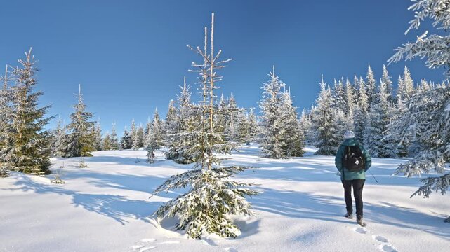 Girl with dog walking through snow among trees covered snow. Winter hike in mountains. Adventures in mountains.