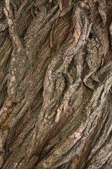 Vertical texture of old tree bark and roots