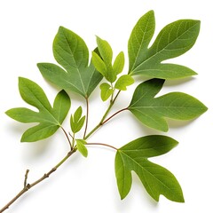 Sassafras tree leaves with unique lobed shapes arranged against a simple white background, perfect for botanical and nature related visuals